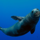 An underwater photo of a monk seal swimming against the blue backdrop of the ocean.